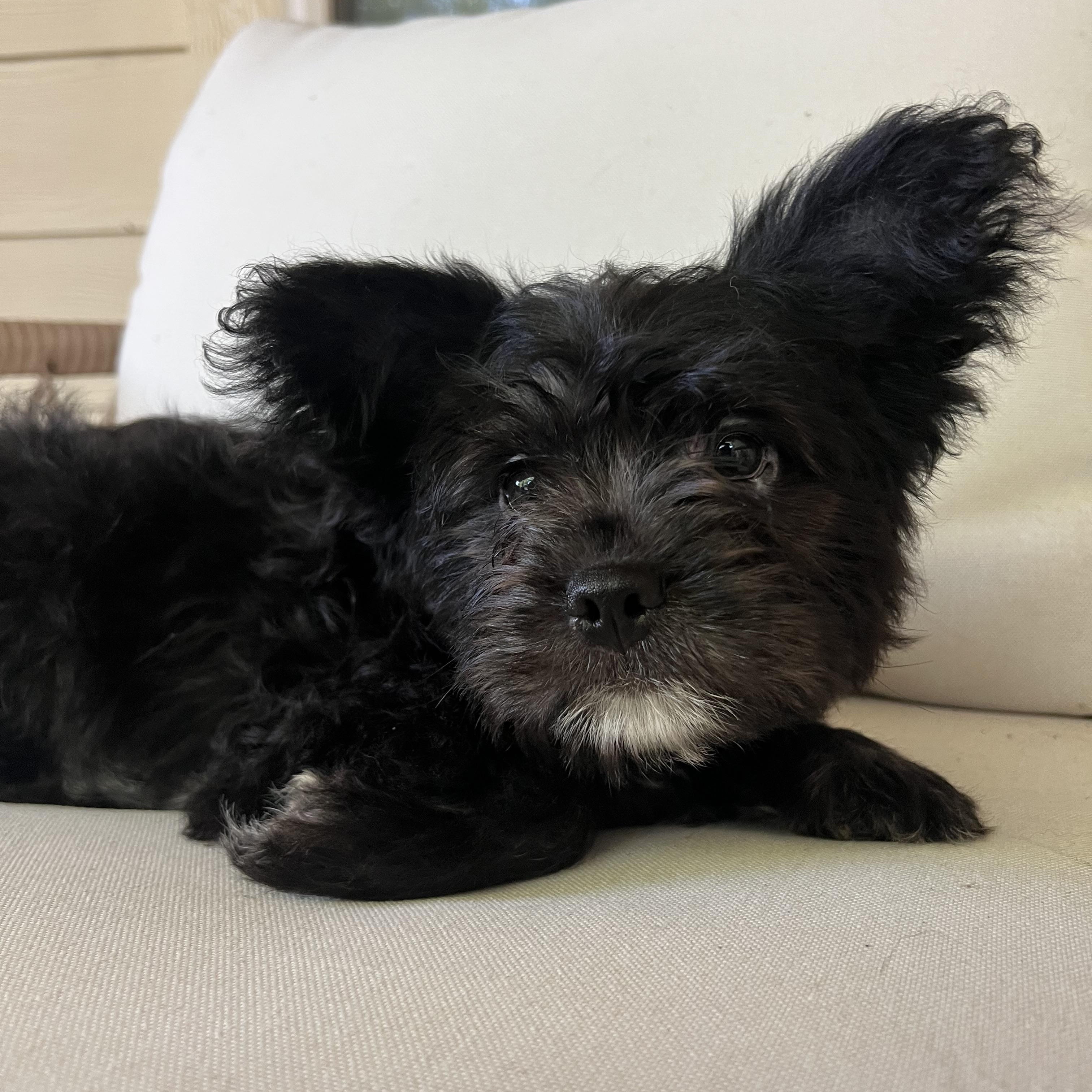 Enlarge Hollis, an adopted mixed breed in Pflugerville, TX image 2/6