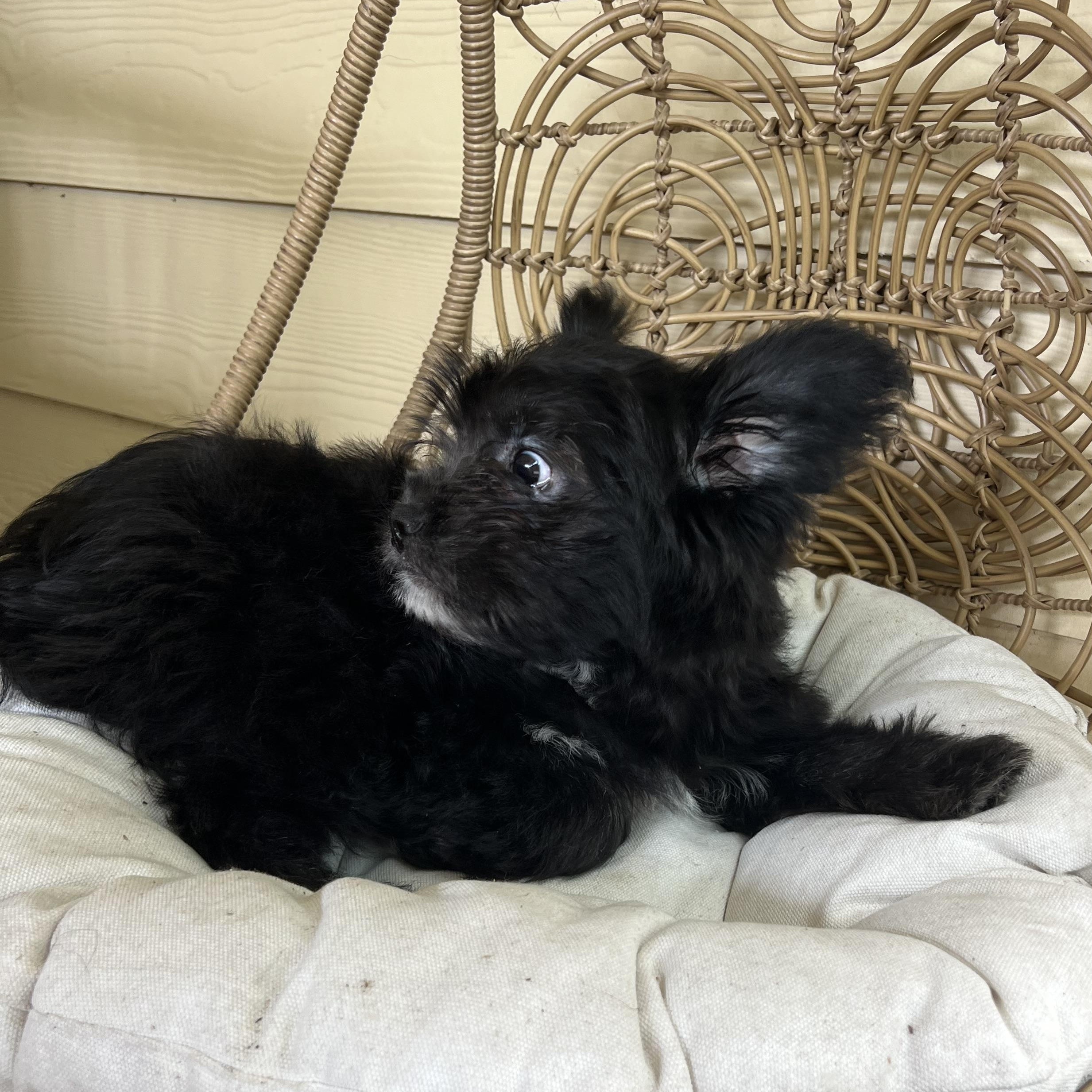 Enlarge Hollis, an adopted mixed breed in Pflugerville, TX image 5/6