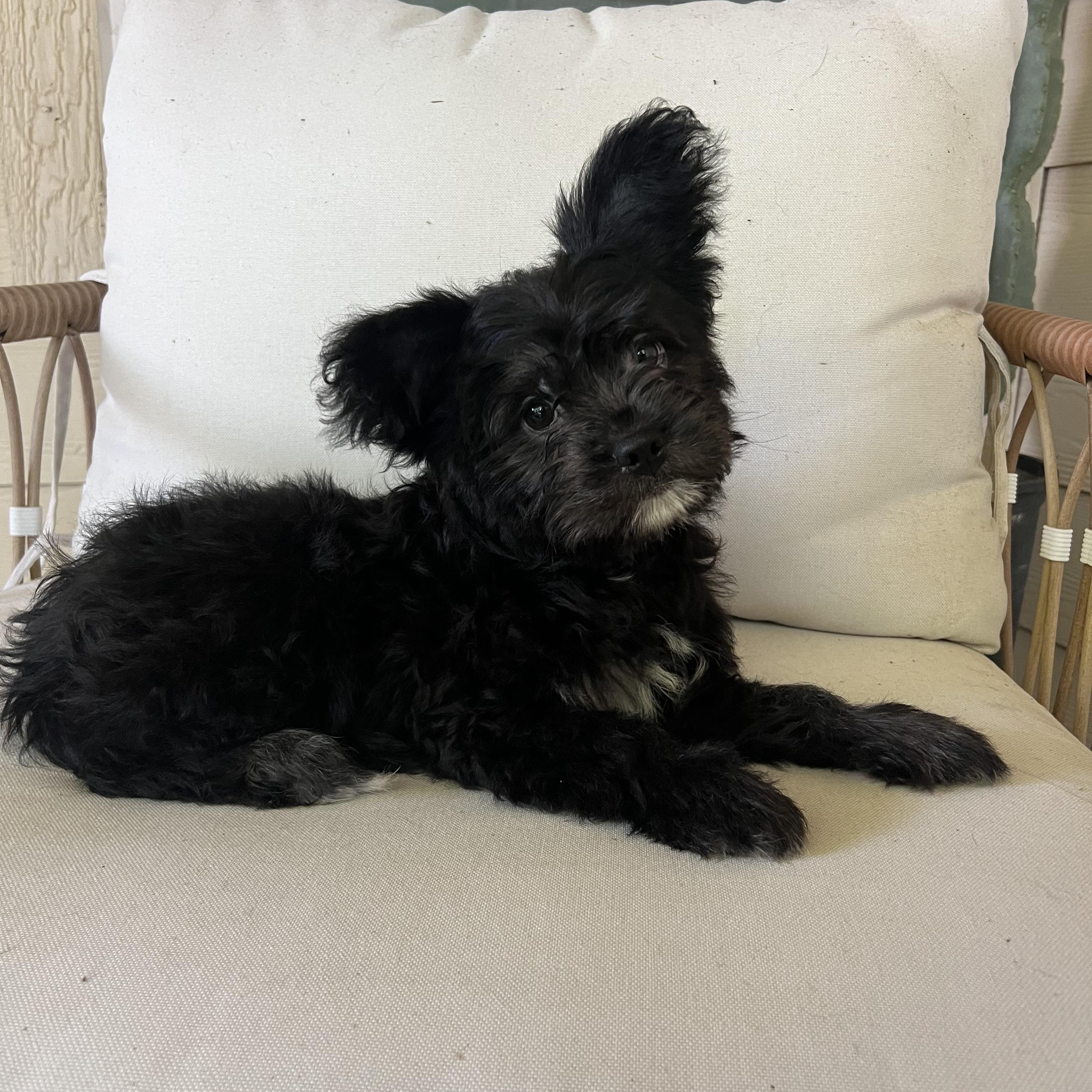 Enlarge Hollis, an adopted mixed breed in Pflugerville, TX image 1/6
