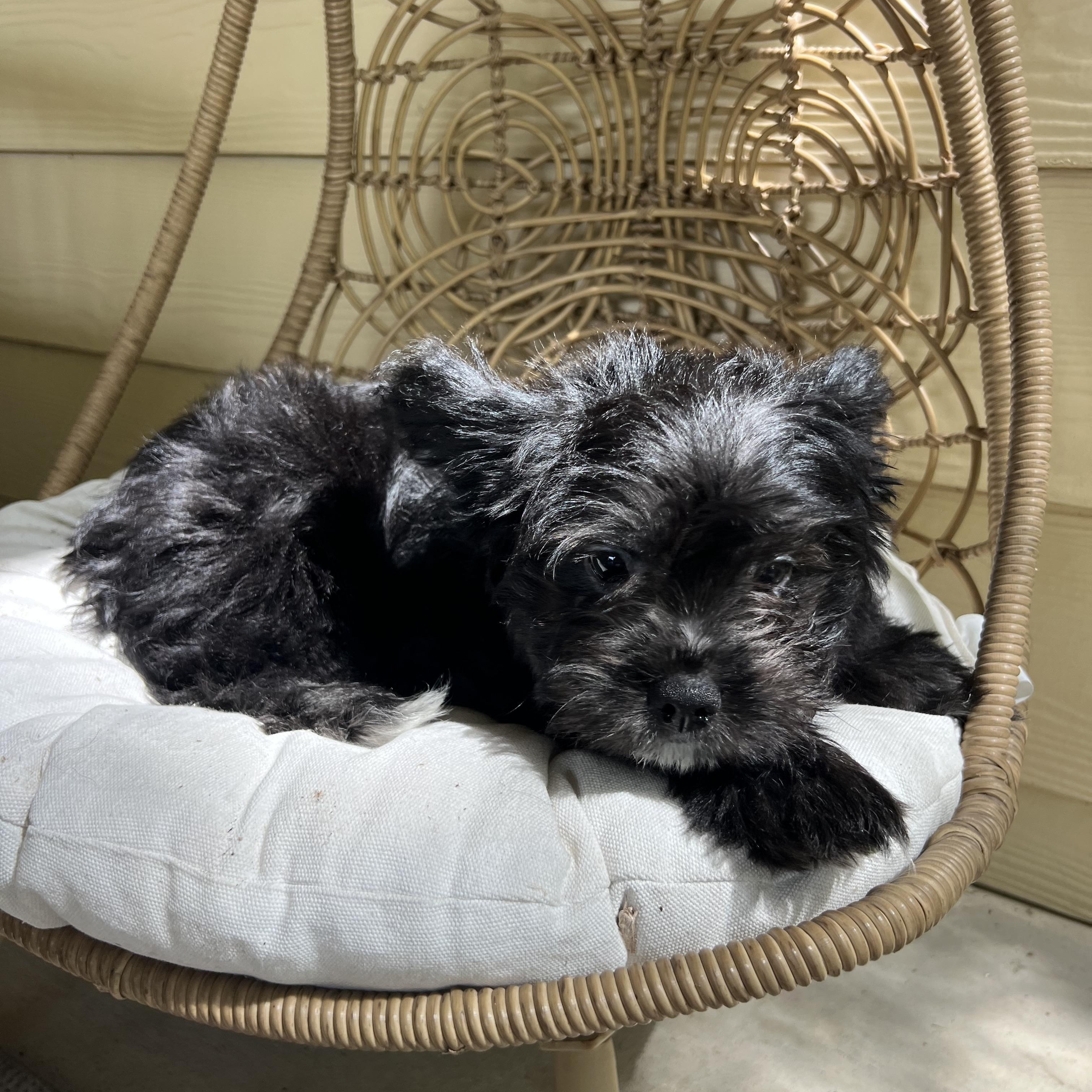 Enlarge Hollis, an adopted mixed breed in Pflugerville, TX image 4/6