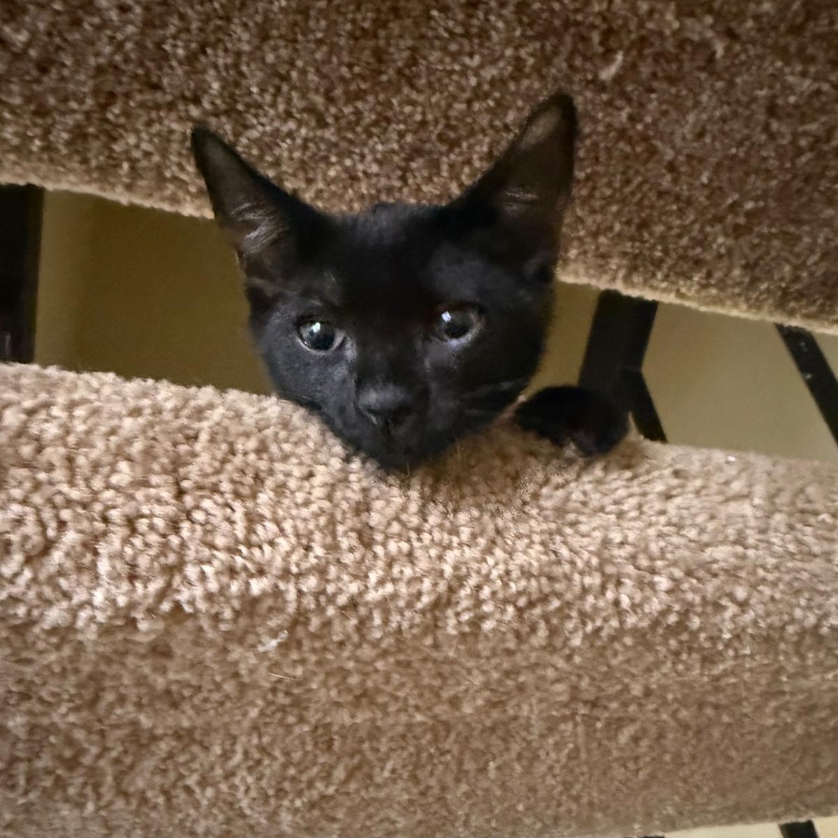 Enlarge Minnie (bonded with Mickey), a Adoptable Tuxedo in Atlanta, GA image 4/6