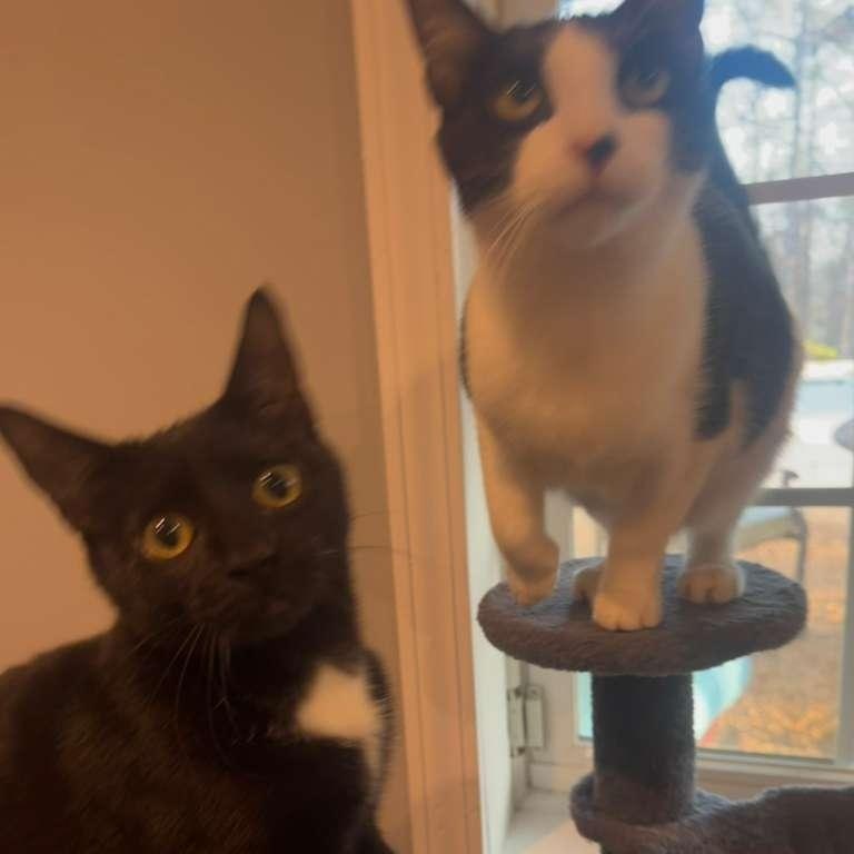 Enlarge Minnie (bonded with Mickey), a Adoptable Tuxedo in Atlanta, GA image 5/6