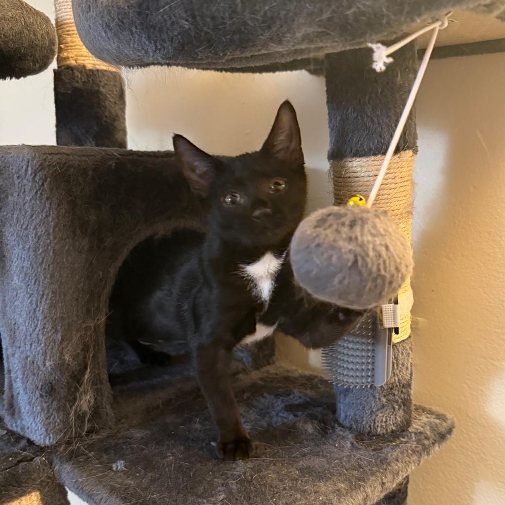 Enlarge Minnie (bonded with Mickey), a Adoptable Tuxedo in Atlanta, GA image 2/6