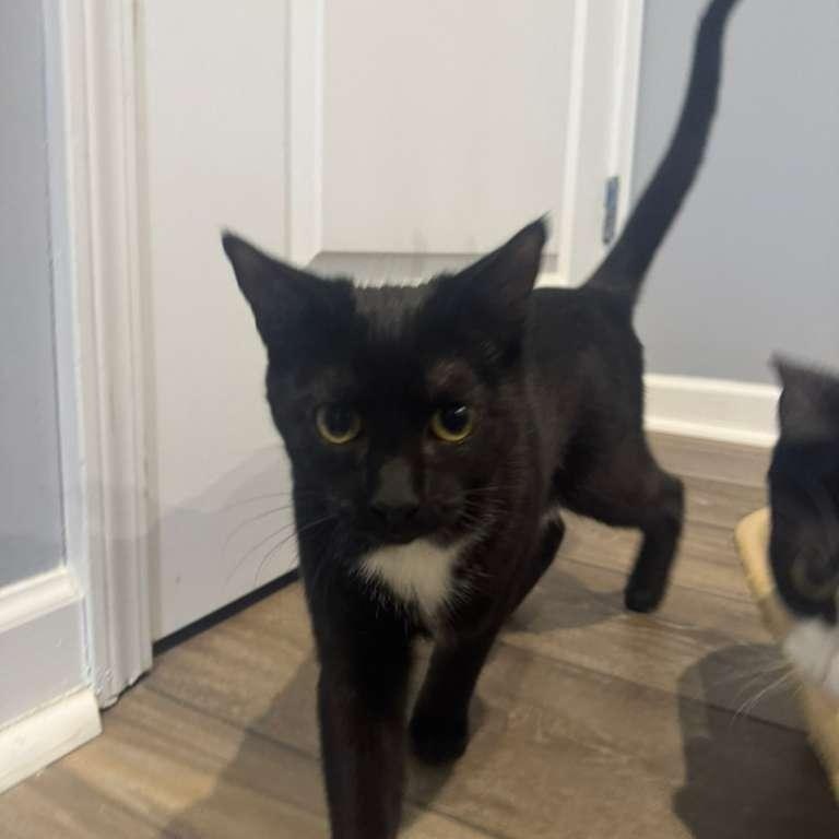 Minnie (bonded with Mickey), Adoptable, Kitten Female Tuxedo.