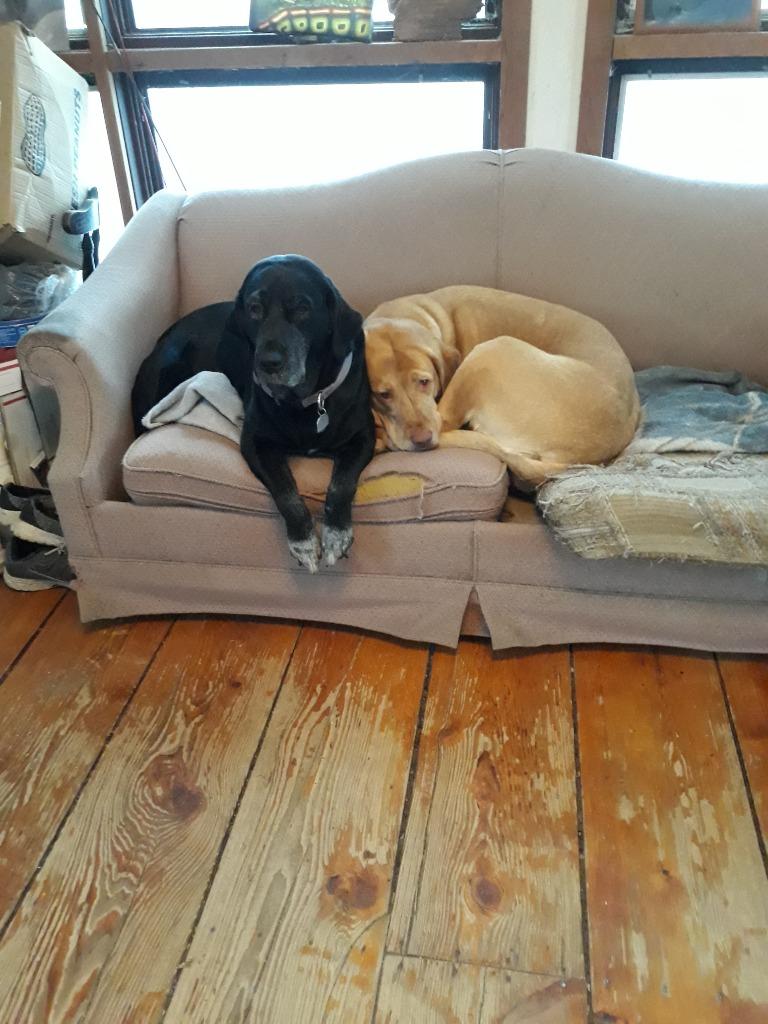 Gabby **COURTESY LISTING**, Adoptable, Senior Female Black Labrador Retriever.