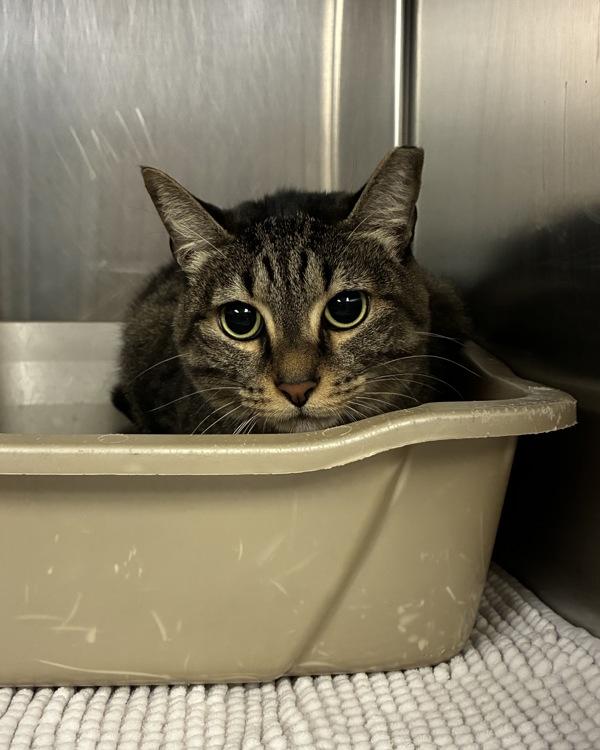 Domina - Barn Cat, Adoptable, Adult Female Domestic Short Hair.