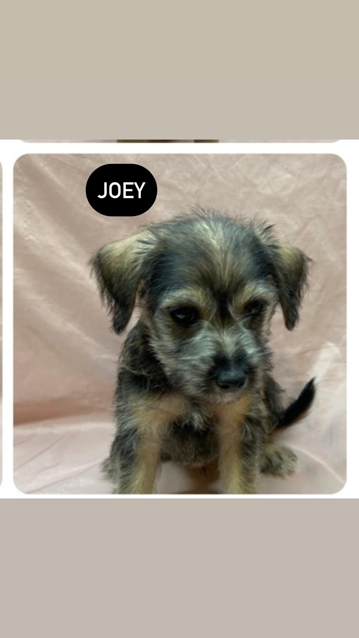 Joey