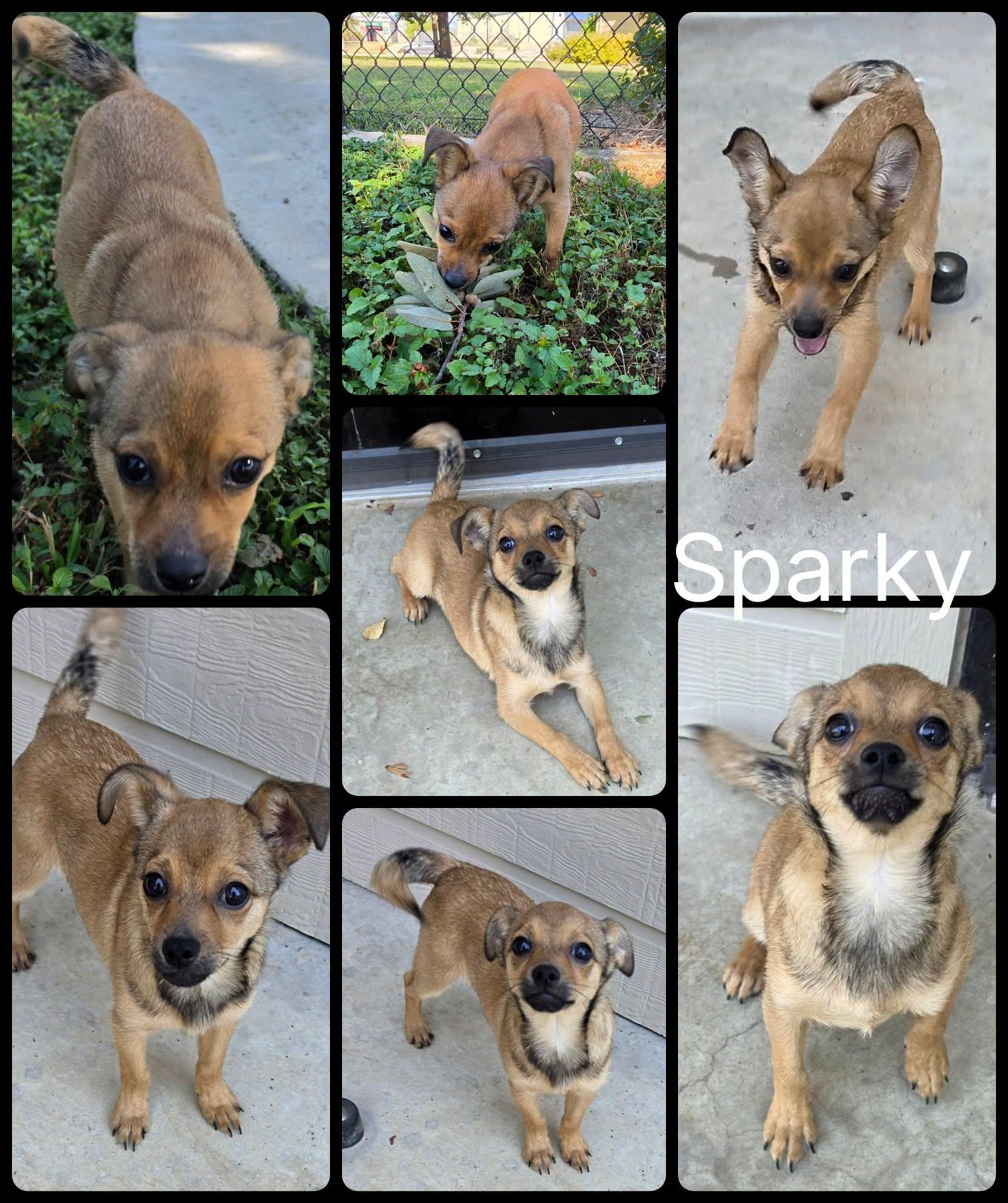 Sparky, adopted, Young Male Chihuahua.