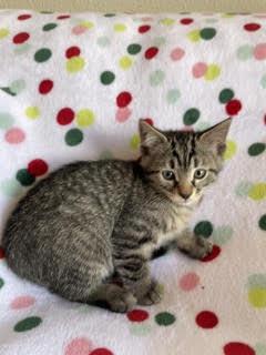 Lily, Adoptable, Kitten Female Domestic Short Hair & Domestic Short Hair.