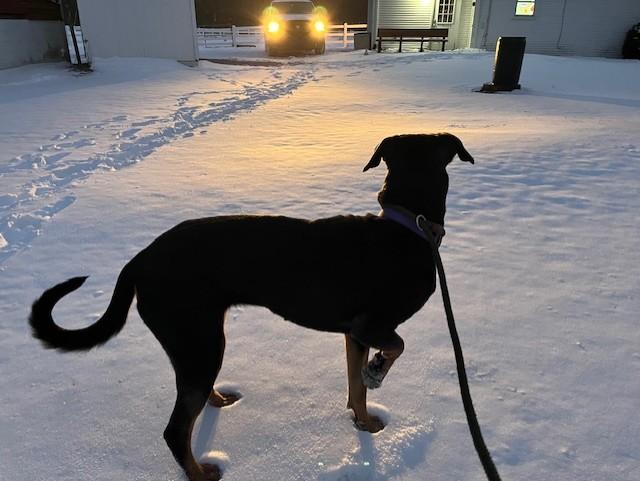 Enlarge Shatzie, an adopted mixed breed in Grosse Ile, MI image 2/5