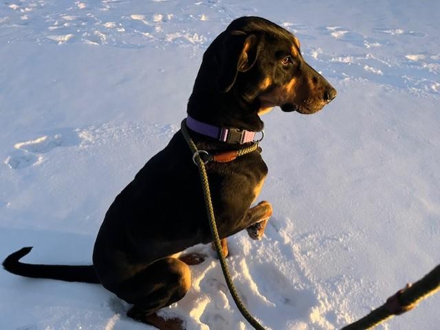 Enlarge Shatzie, an adopted mixed breed in Grosse Ile, MI image 1/5