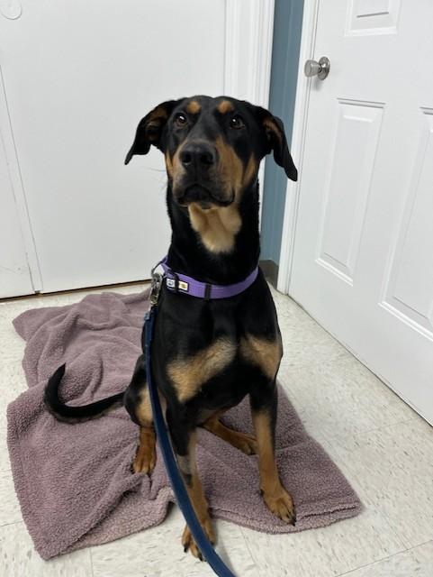 Enlarge Shatzie, an adopted mixed breed in Grosse Ile, MI image 5/5