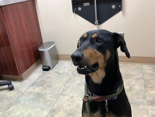 Enlarge Shatzie, an adopted mixed breed in Grosse Ile, MI image 3/5