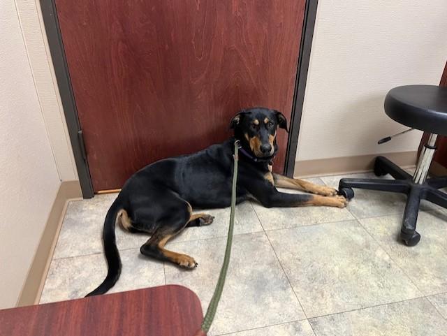 Enlarge Shatzie, an adopted mixed breed in Grosse Ile, MI image 4/5