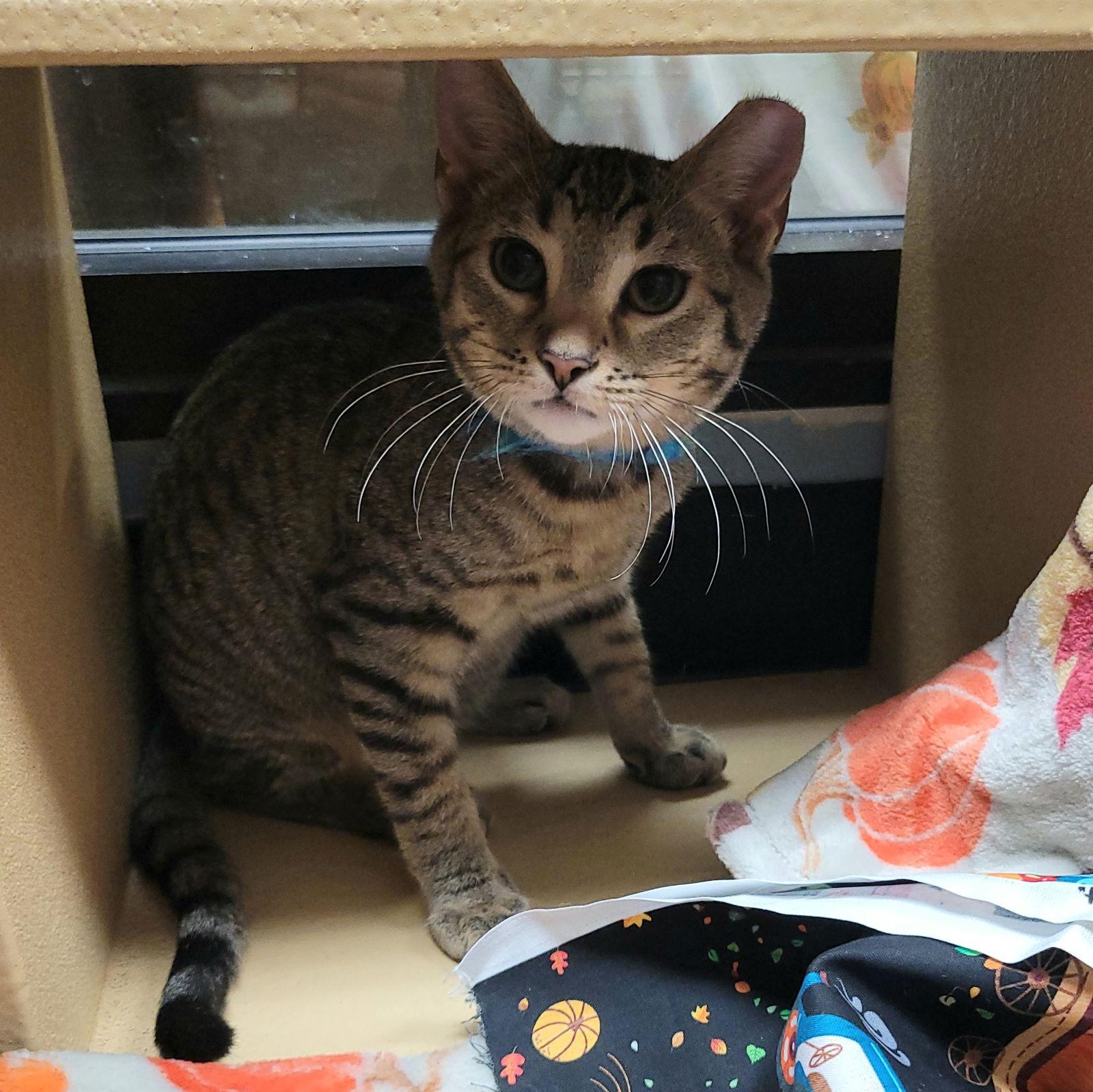 Enlarge Ollie, a Adoptable Domestic Short Hair in Akron, OH image 1/3