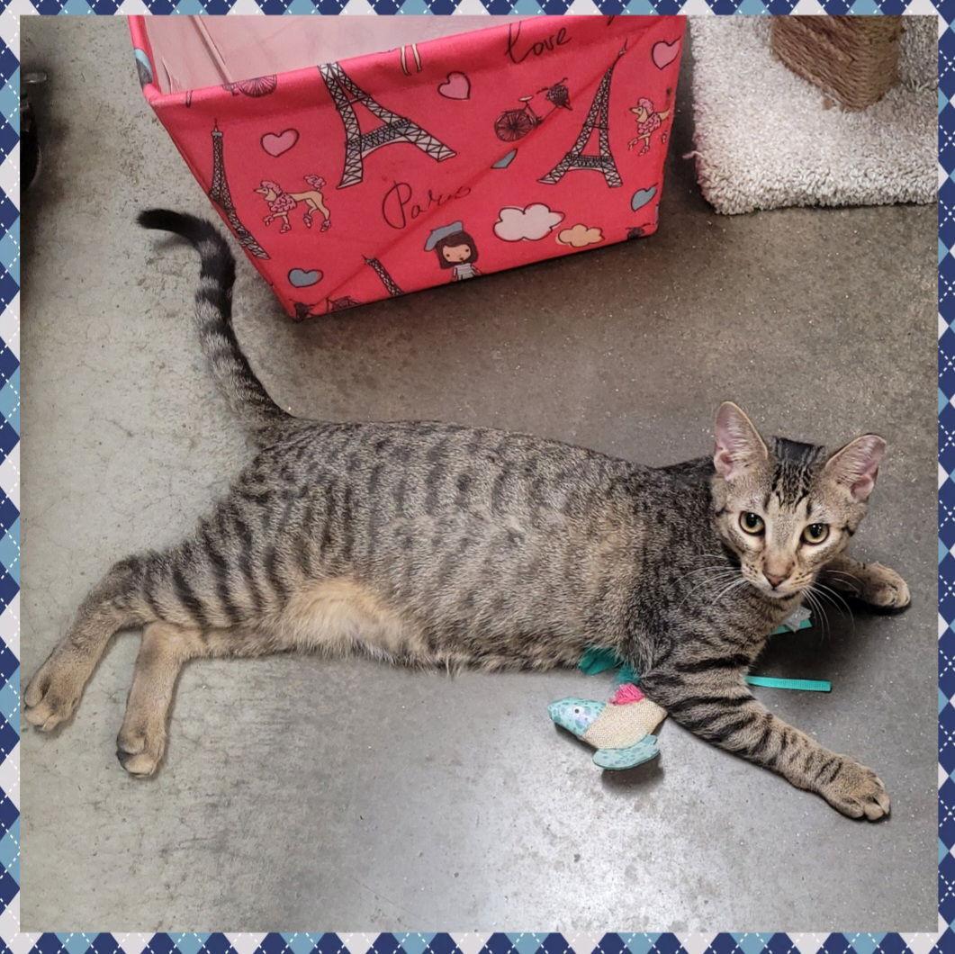 Ollie, Adoptable, Young Male Domestic Short Hair.