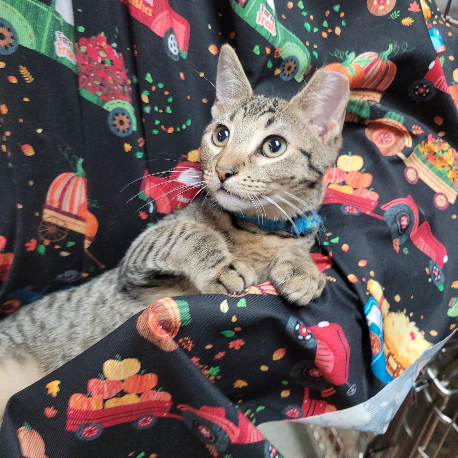 Enlarge Ollie, a Adoptable Domestic Short Hair in Akron, OH image 2/3