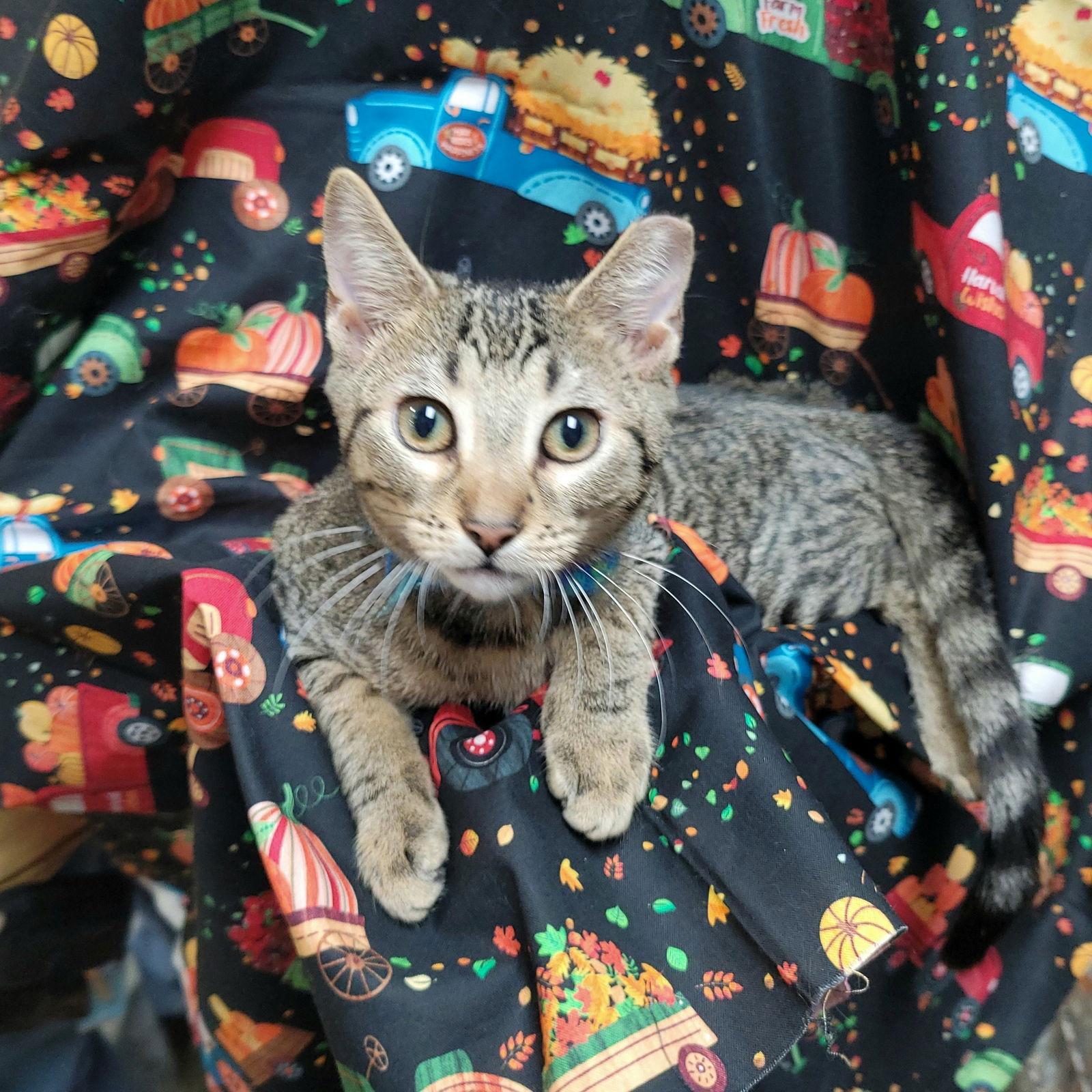 Enlarge Ollie, a Adoptable Domestic Short Hair in Akron, OH image 3/3