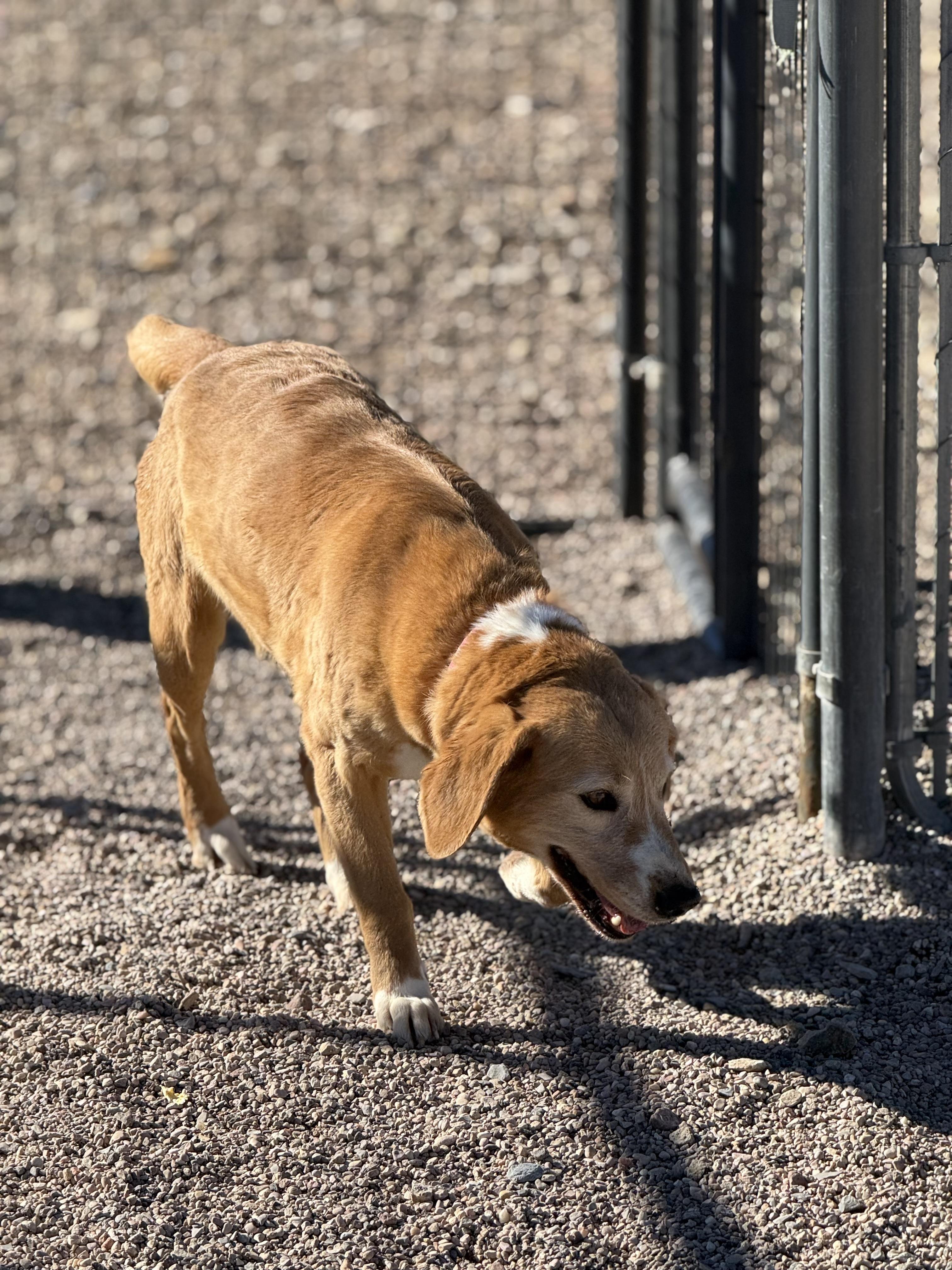 Enlarge Sandy, a Adoptable mixed breed in Cedar City, UT image 2/5
