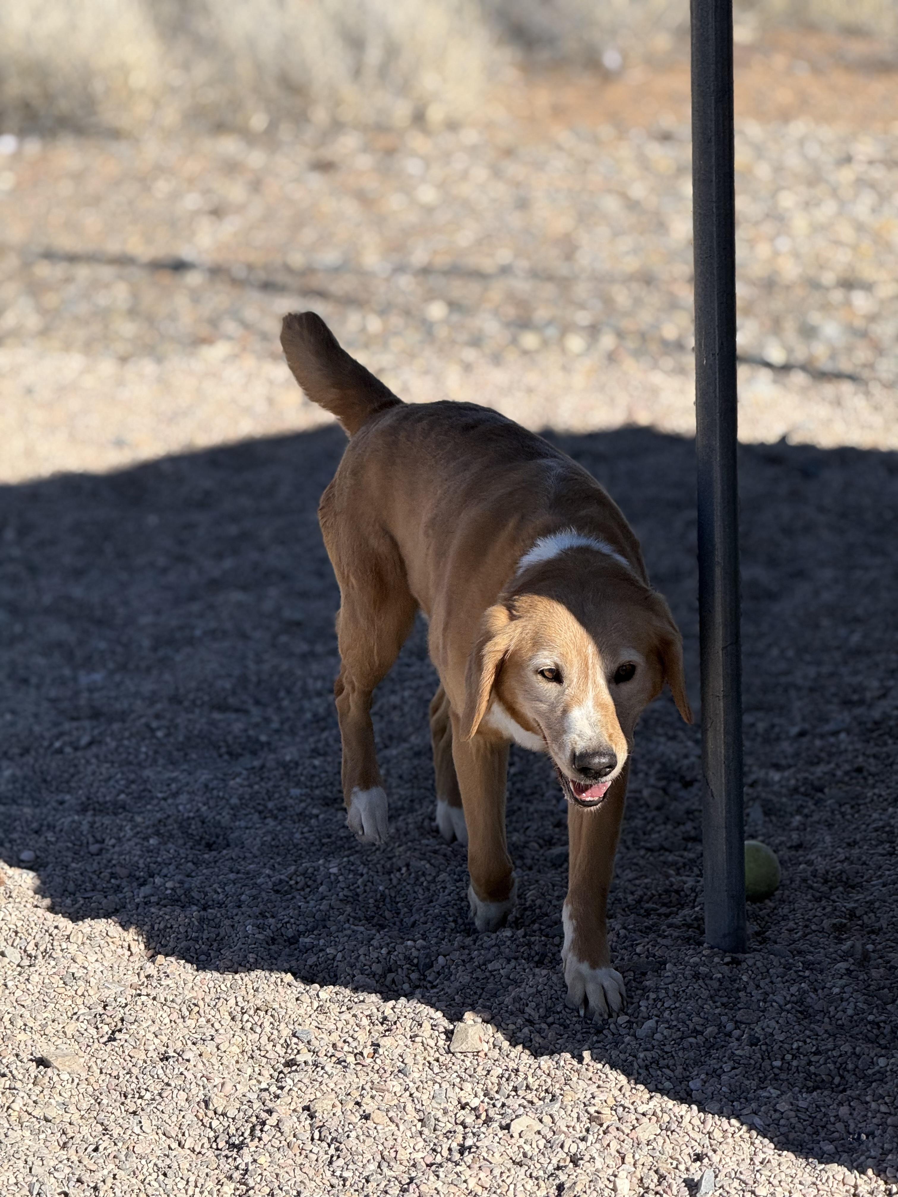 Enlarge Sandy, a Adoptable mixed breed in Cedar City, UT image 3/5