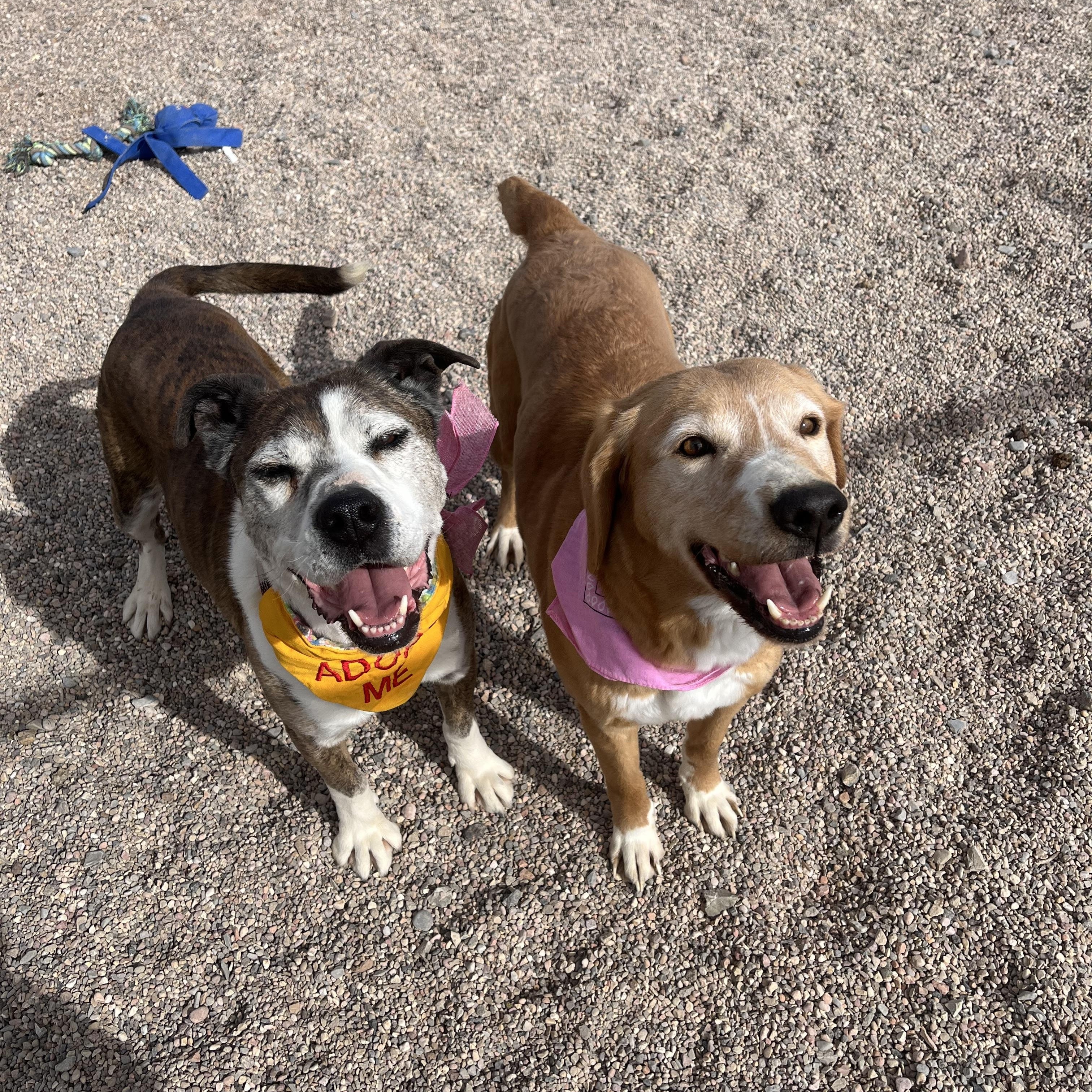 Enlarge Sandy, a Adoptable mixed breed in Cedar City, UT image 5/5