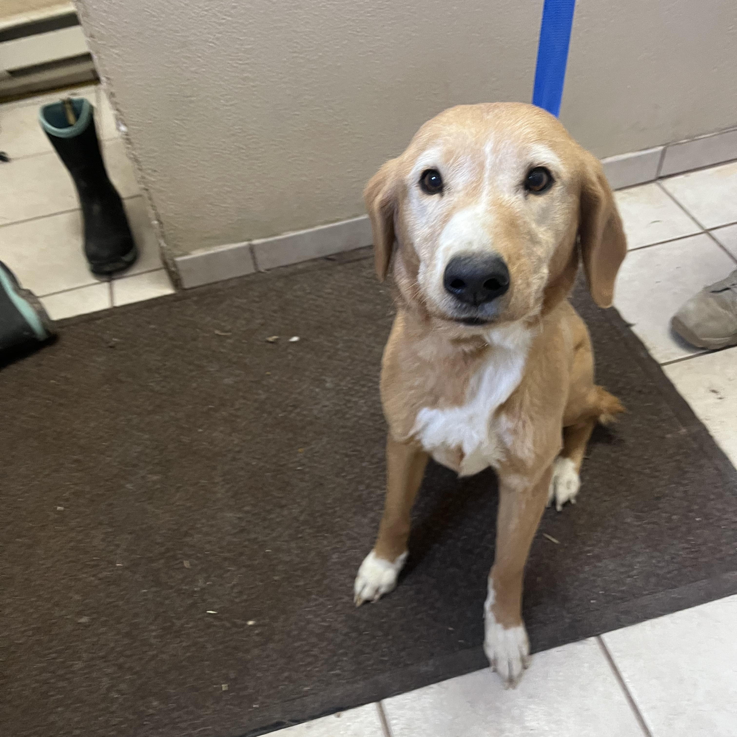 Enlarge Sandy, a Adoptable mixed breed in Cedar City, UT image 4/5