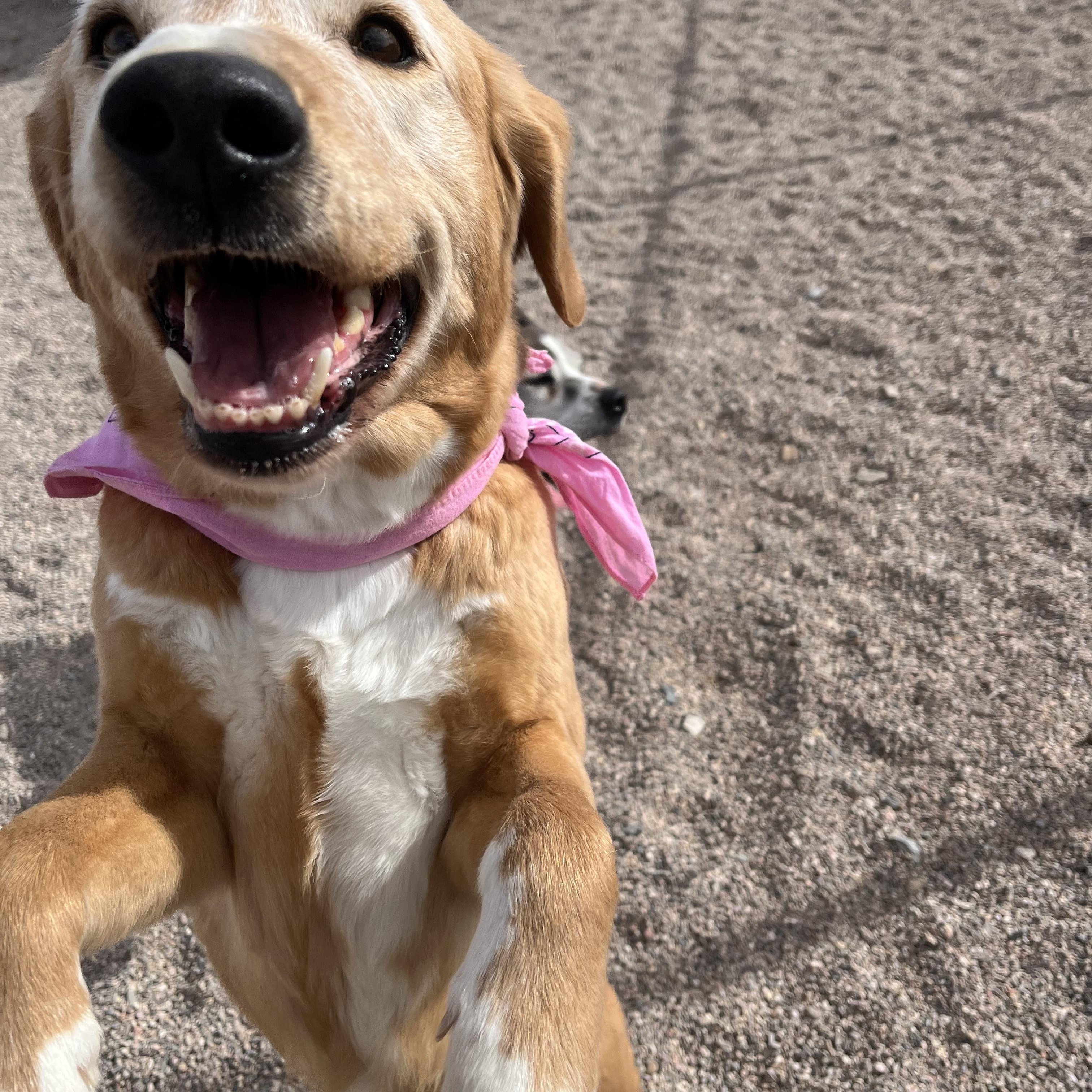 Sandy, Adoptable, Adult Female Retriever & Beagle.
