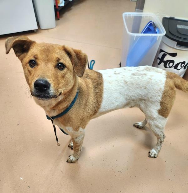 Enlarge Koda Bear, a Adoptable mixed breed in Kennewick, WA image 1/4