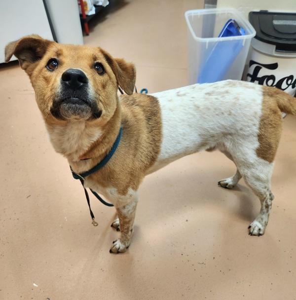 Enlarge Koda Bear, a Adoptable mixed breed in Kennewick, WA image 2/4