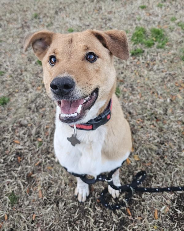 Enlarge Koda Bear, a Adoptable mixed breed in Kennewick, WA image 4/4