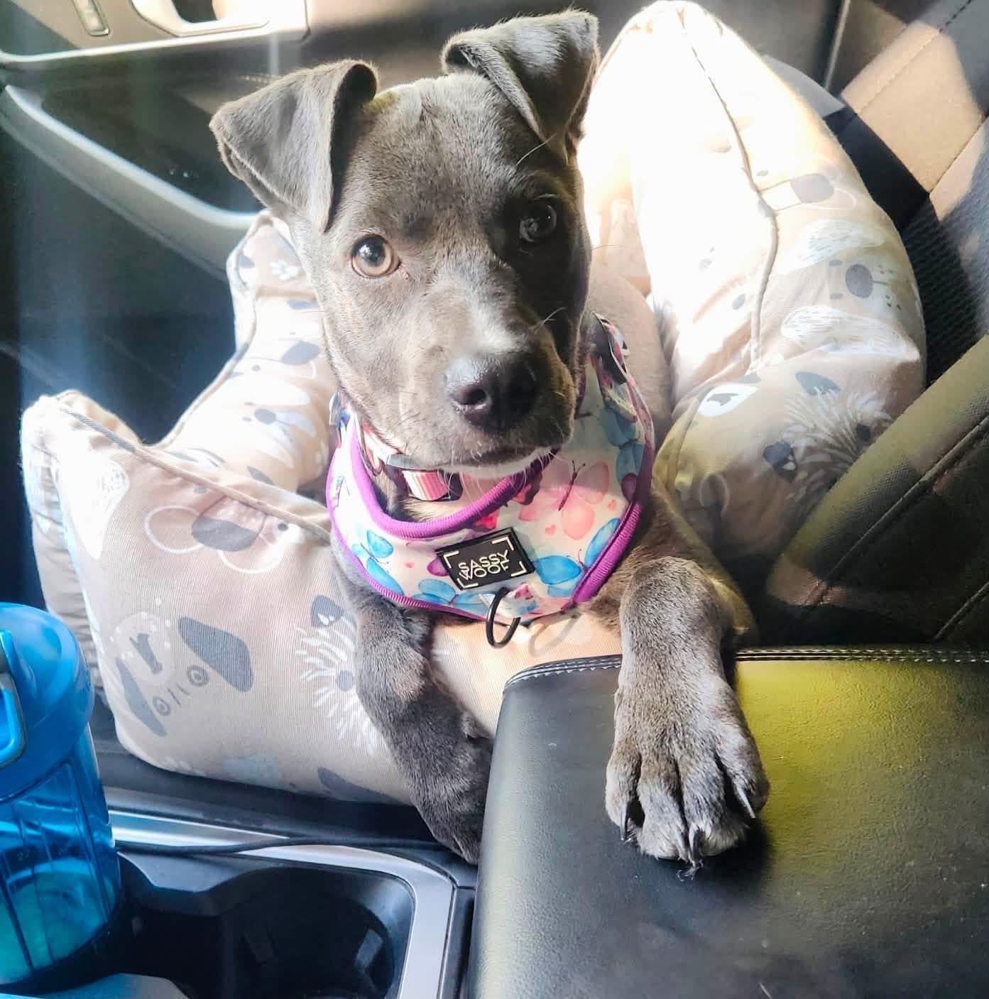 Dottie, adopted, Puppy Female Mixed Breed.