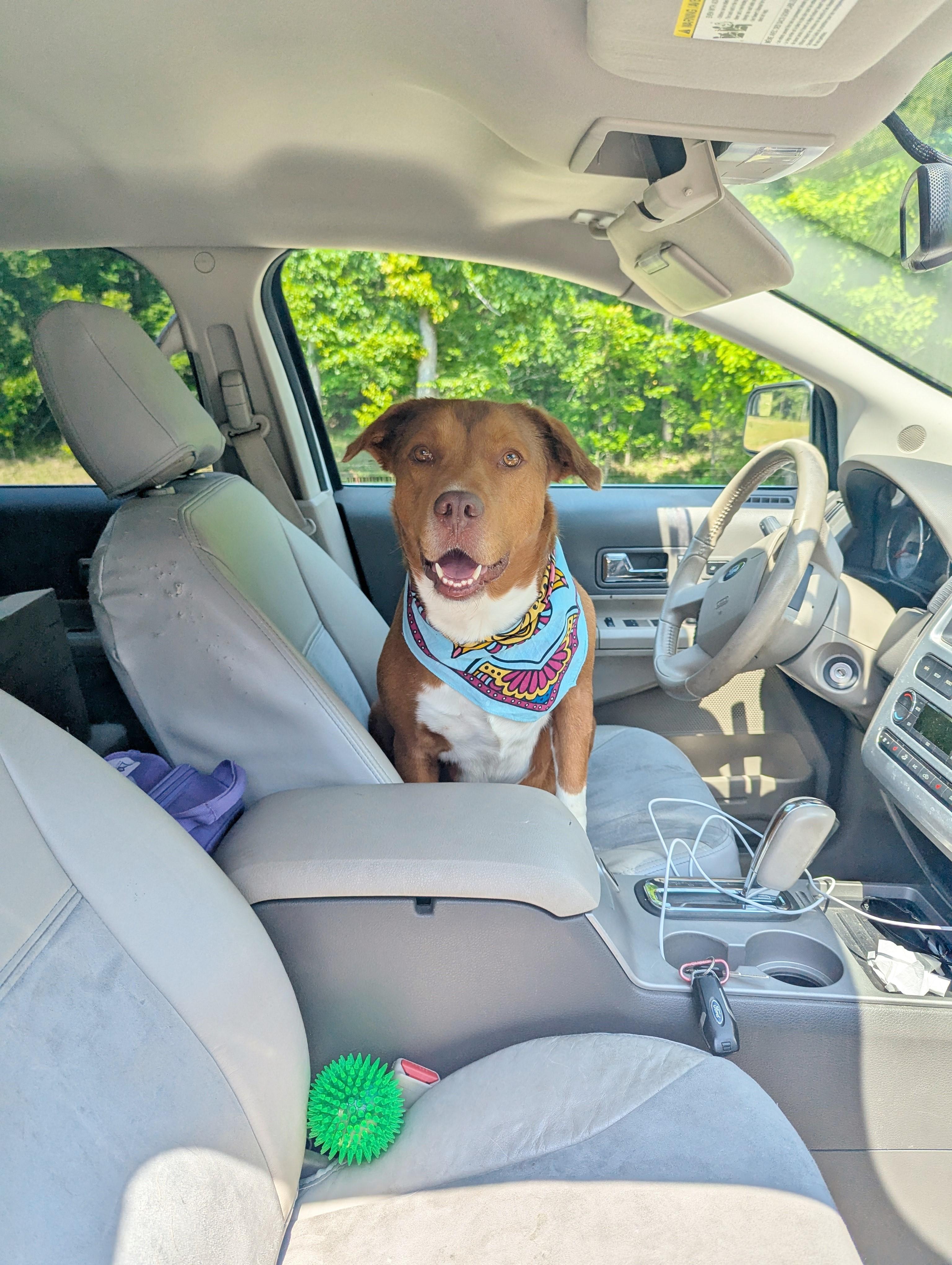 Enlarge Phoenix, an adoptable mixed breed in Helena, AL image 6/6