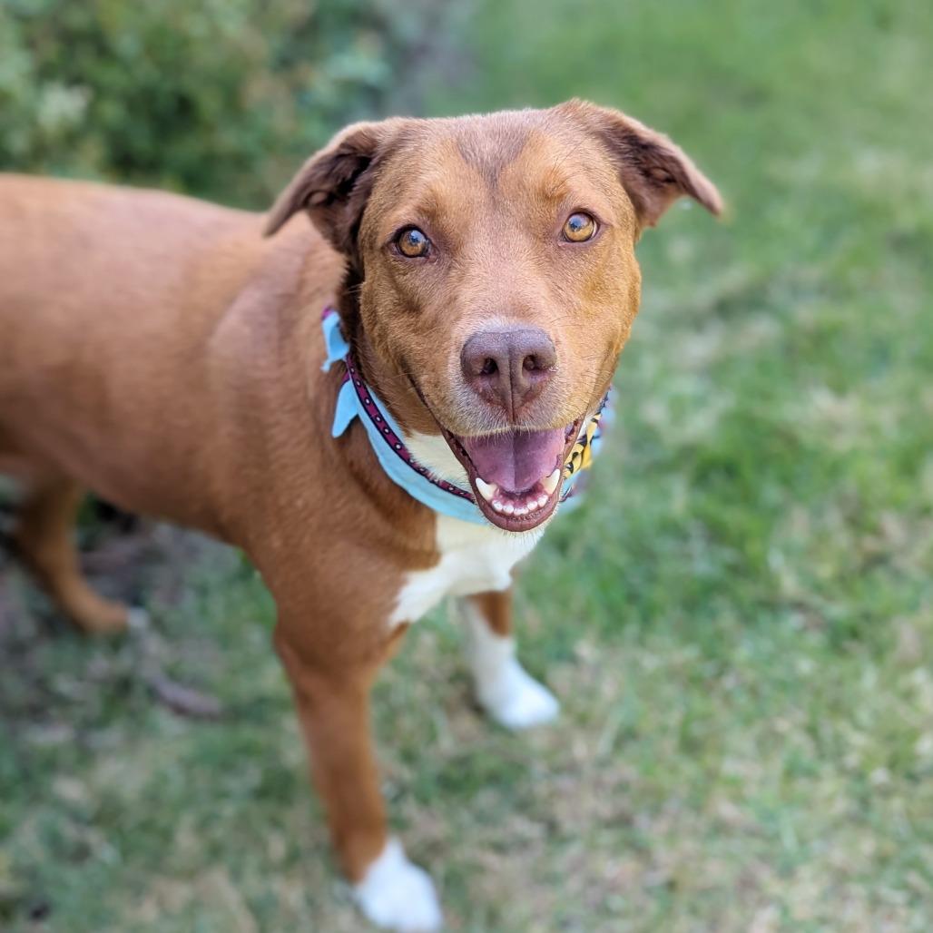 Enlarge Phoenix, an adoptable mixed breed in Helena, AL image 1/6