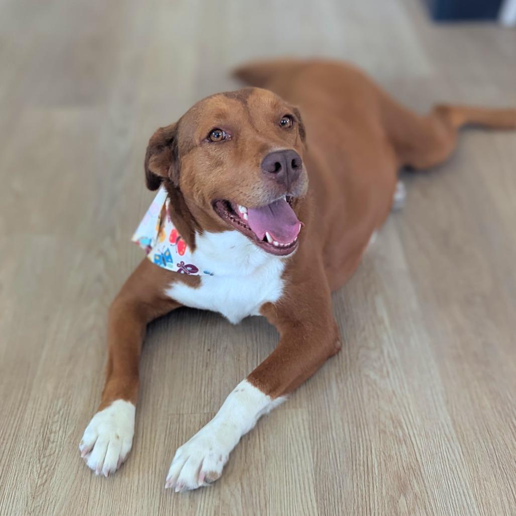 Phoenix, adoptable, Adult Female Coonhound & Retriever.