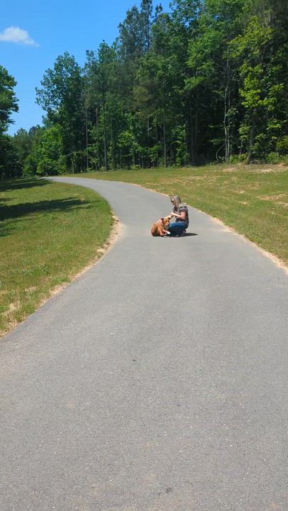 Enlarge Phoenix, an adoptable mixed breed in Helena, AL video 5/6