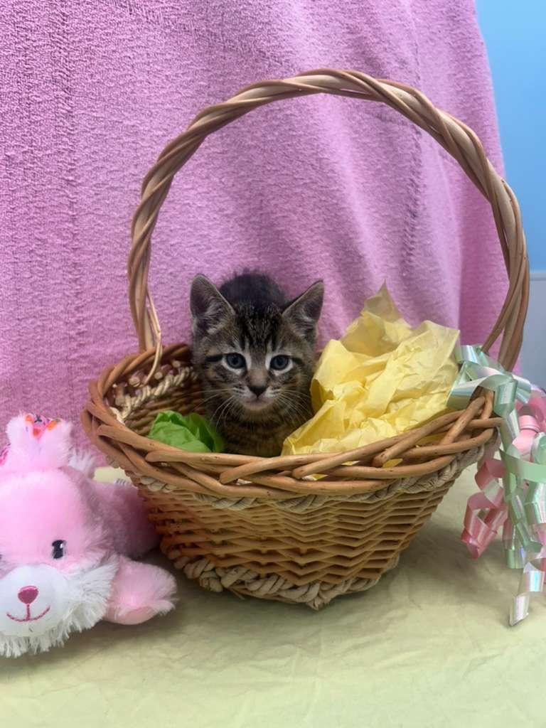 Blue , ADOPTABLE, Kitten Male Domestic Short Hair.