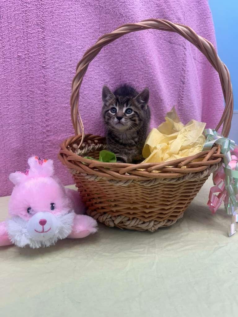 Enlarge Blue , a ADOPTABLE Domestic Short Hair in Bear, DE image 2/2