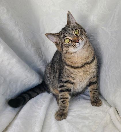 6763 (Baker), Adoptable, Young Male Domestic Short Hair.