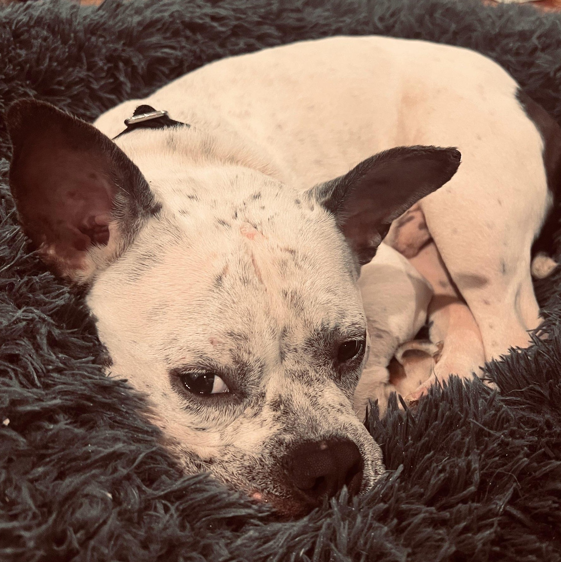 Enlarge Ralphie , a ADOPTABLE French Bulldog in Key Largo, FL image 3/5