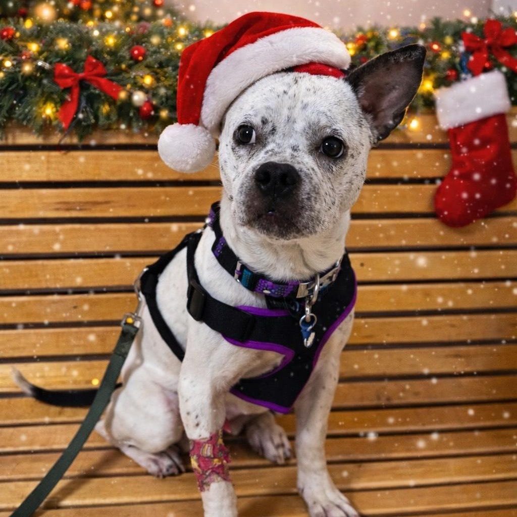 Ralphie , ADOPTABLE, Young Male French Bulldog.