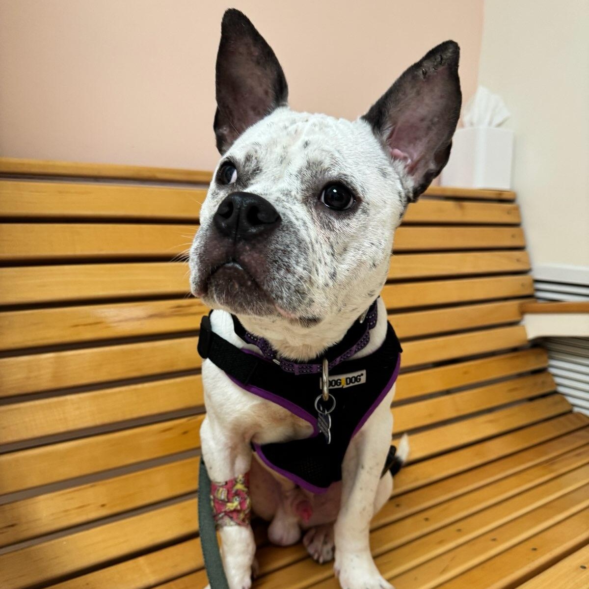 Enlarge Ralphie , a ADOPTABLE French Bulldog in Key Largo, FL image 2/5