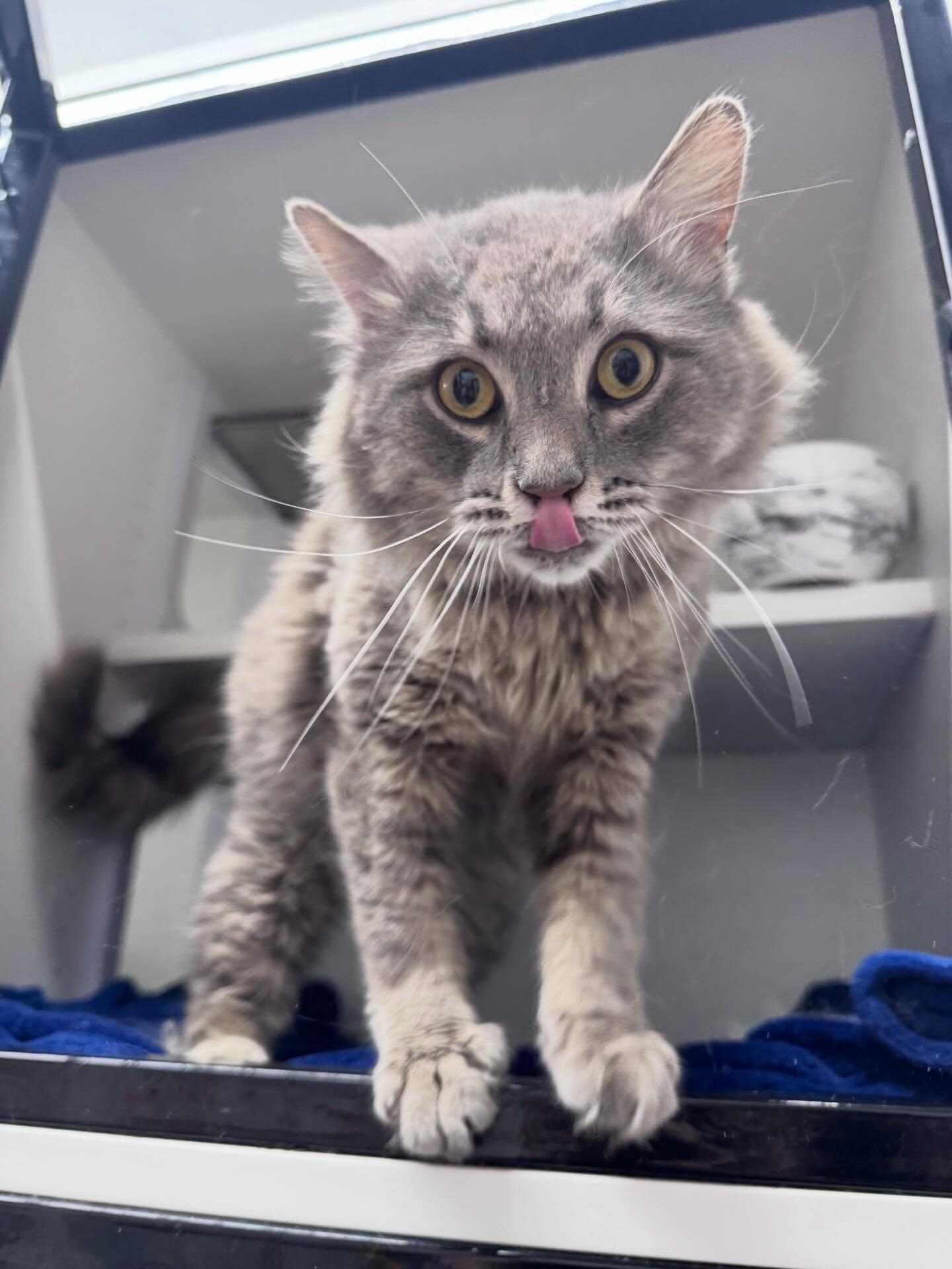 Enlarge Goose, a ADOPTABLE Domestic Medium Hair in Levittown, PA image 2/3