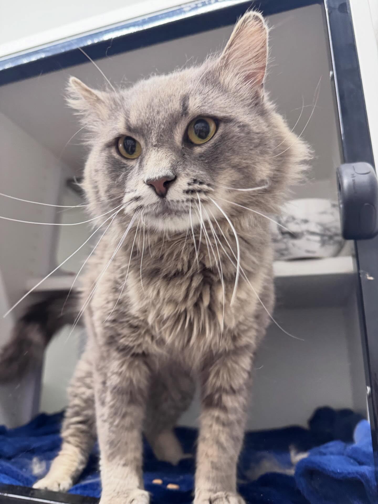 Goose, ADOPTABLE, Adult Male Domestic Medium Hair.