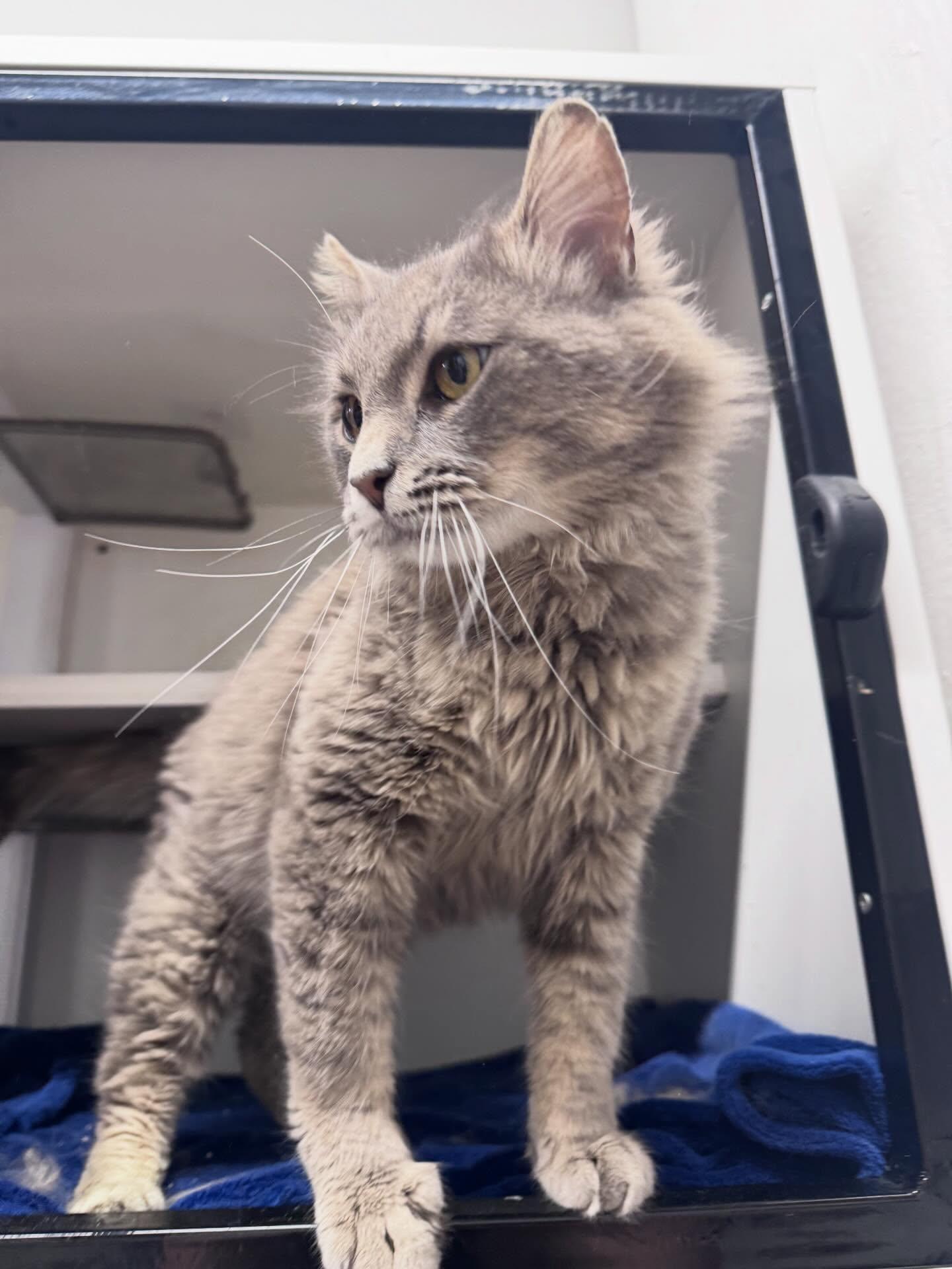 Enlarge Goose, a ADOPTABLE Domestic Medium Hair in Levittown, PA image 3/3