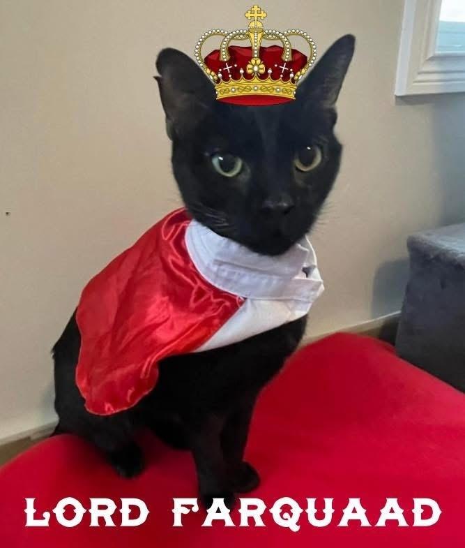 Enlarge Lord Farquaad, a Adoptable Domestic Short Hair in Clarksville, TN image 2/4