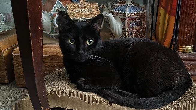 Enlarge Lord Farquaad, a Adoptable Domestic Short Hair in Clarksville, TN image 3/6