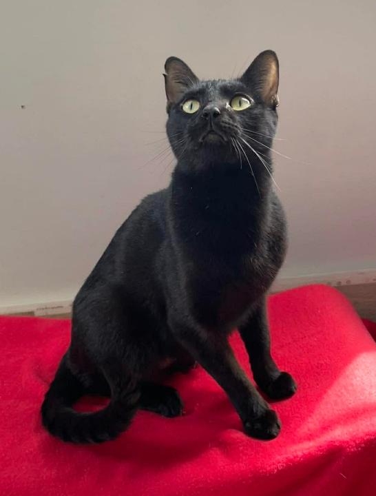 Enlarge Lord Farquaad, a Adoptable Domestic Short Hair in Clarksville, TN image 3/4