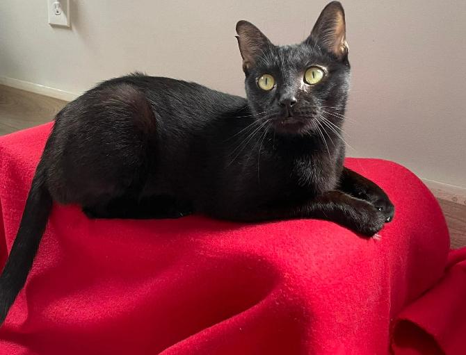 Enlarge Lord Farquaad, a Adoptable Domestic Short Hair in Clarksville, TN image 4/4