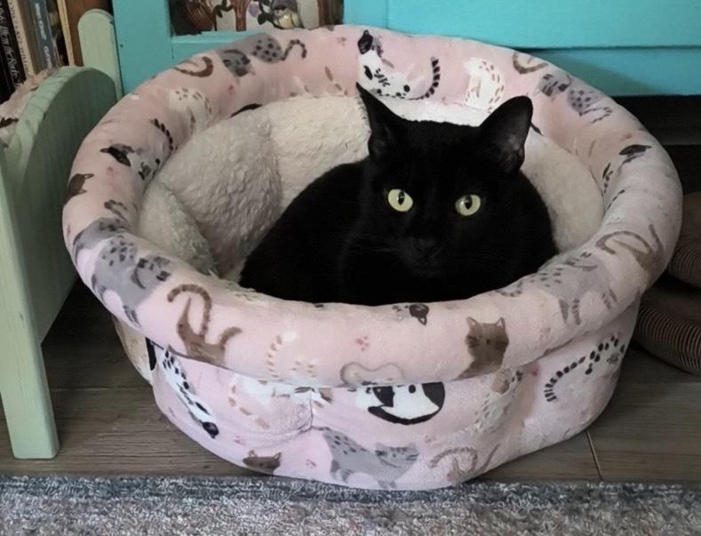 Enlarge Lord Farquaad, a Adoptable Domestic Short Hair in Clarksville, TN image 6/6