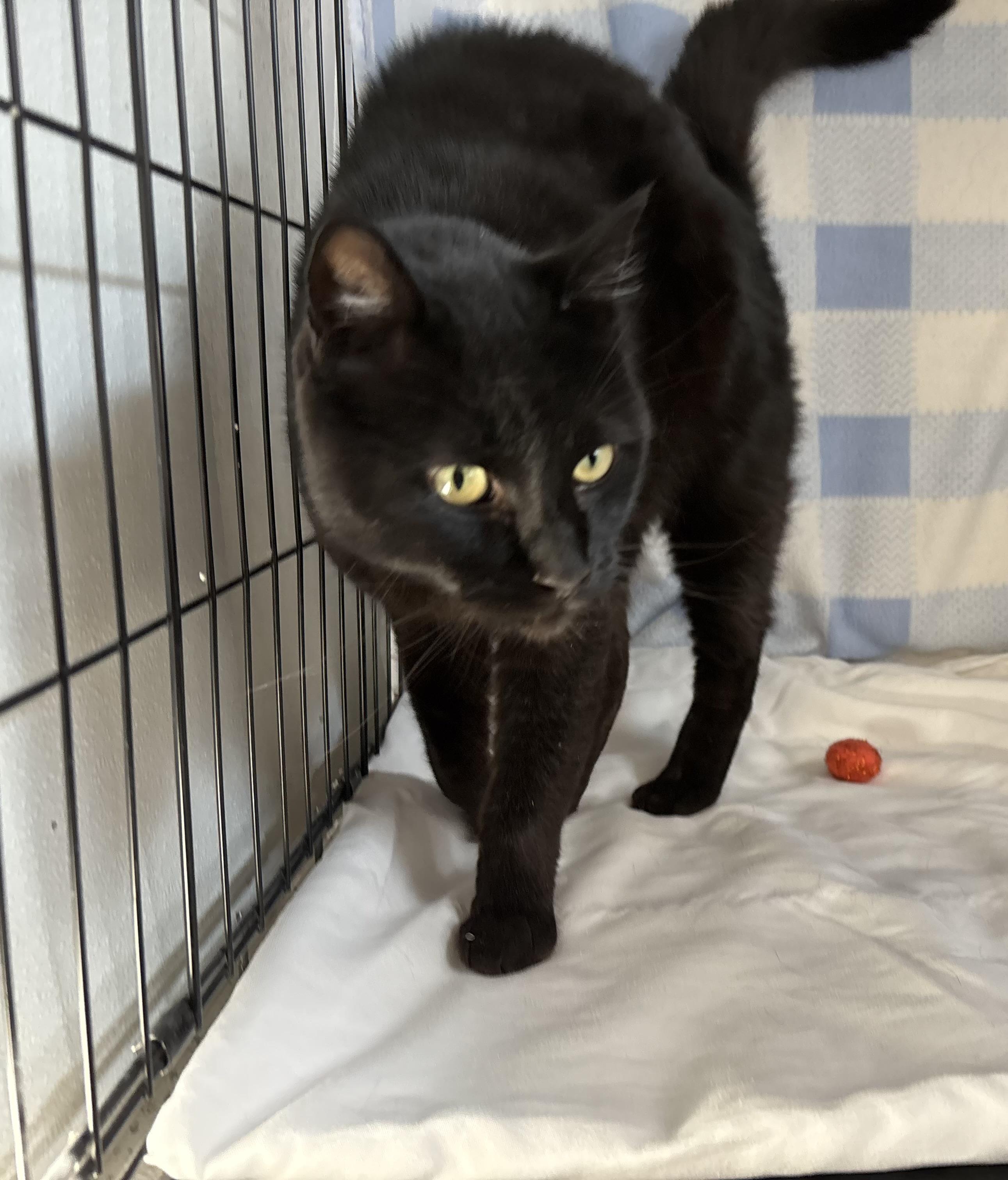 Bagheera, Adopted, Adult Male Domestic Short Hair.